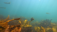 Meuschenia trachylepis