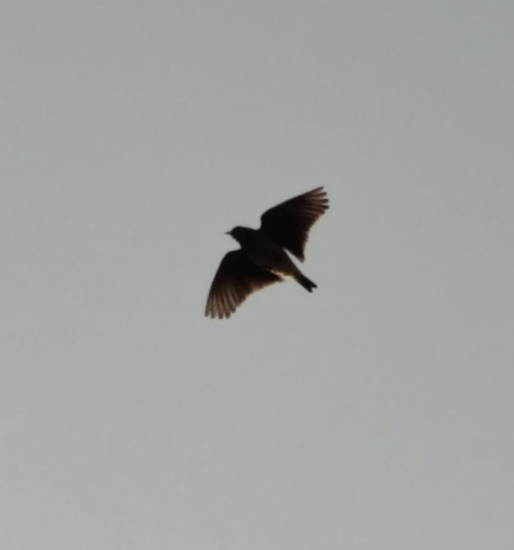 Oriental Skylark (Alauda gulgula), photo 8