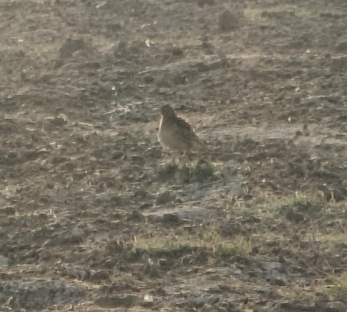 Oriental Skylark (Alauda gulgula), photo 9