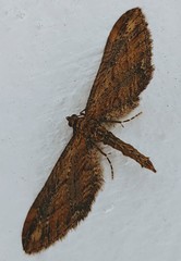 Eupithecia subapicata