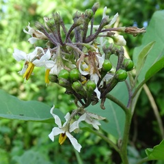(c) Stan Shebs, some rights reserved (CC BY-SA) Solanum donianum, photograph (c) Stan Shebs, some rights reserved (CC BY-SA)