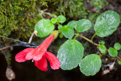 Asteranthera ovata