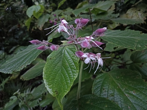 Clerodendrum lanuginosum observed 2026-02-20