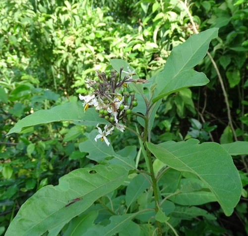 Solanum donianum, photograph 1