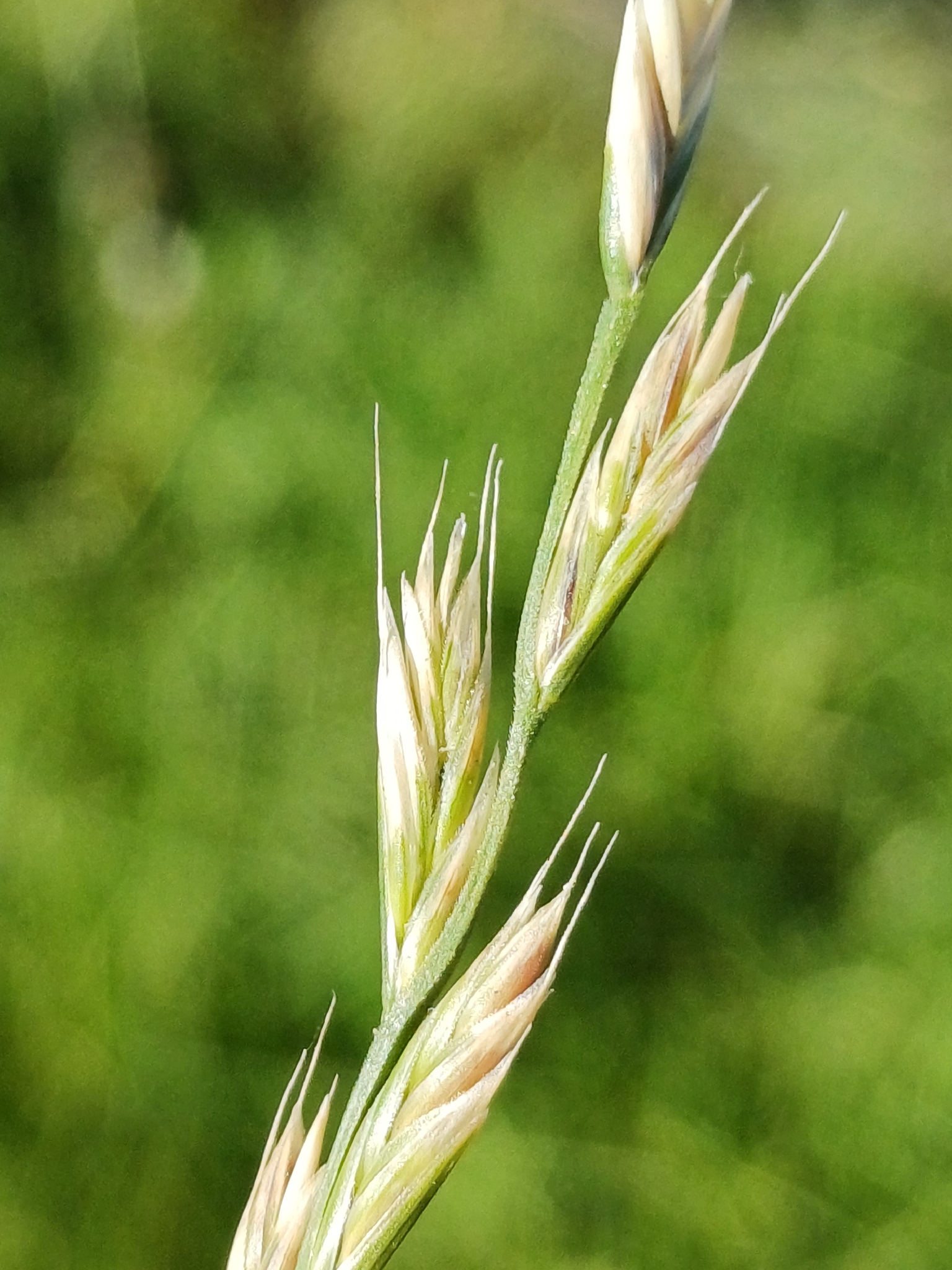 Hybrid Ryegrass (Lolium ×)