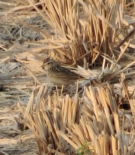 Oriental Skylark (Alauda gulgula), photo 4
