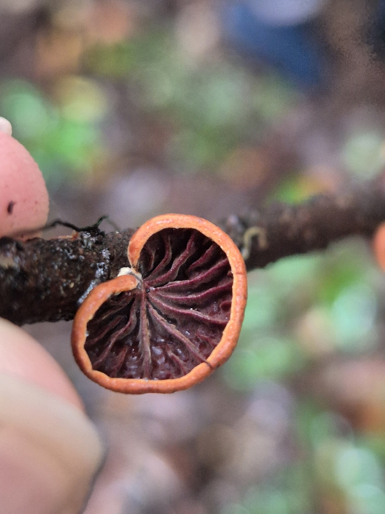 Anthracophyllum archeri · March 2026 · photo: © olliesaurus (iNaturalist, CC)
