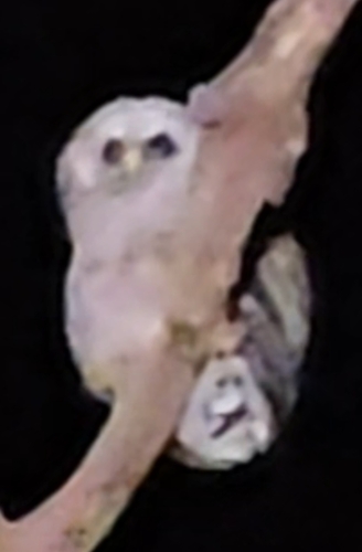 View observation of {o.common_name} on iNaturalist