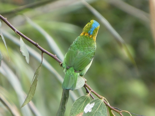 Golden-naped Barbet (Psilopogon pulcherrimus), photo 10