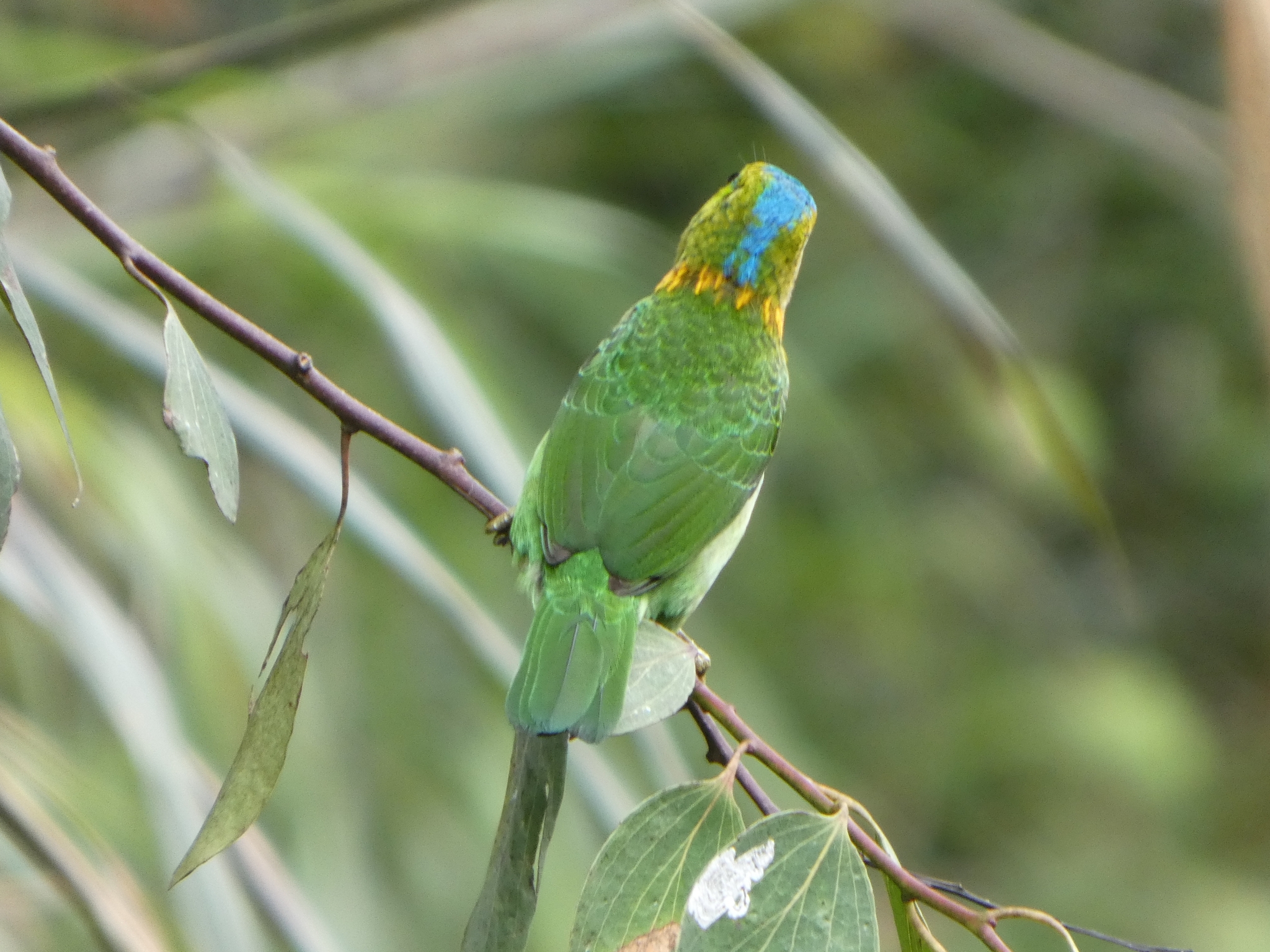 Golden-naped Barbet (Psilopogon pulcherrimus), photo 4