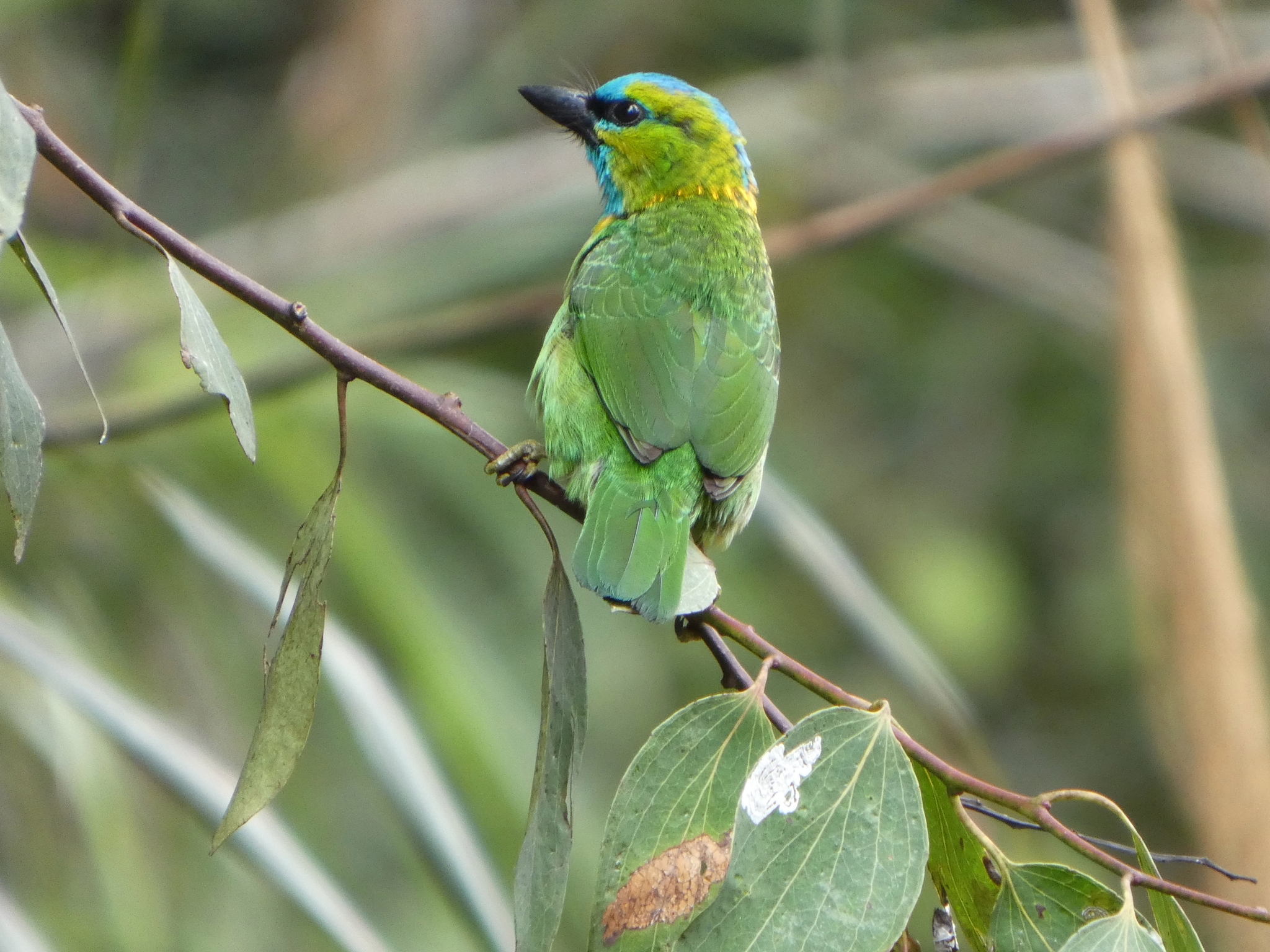 Golden-naped Barbet (Psilopogon pulcherrimus), photo 3
