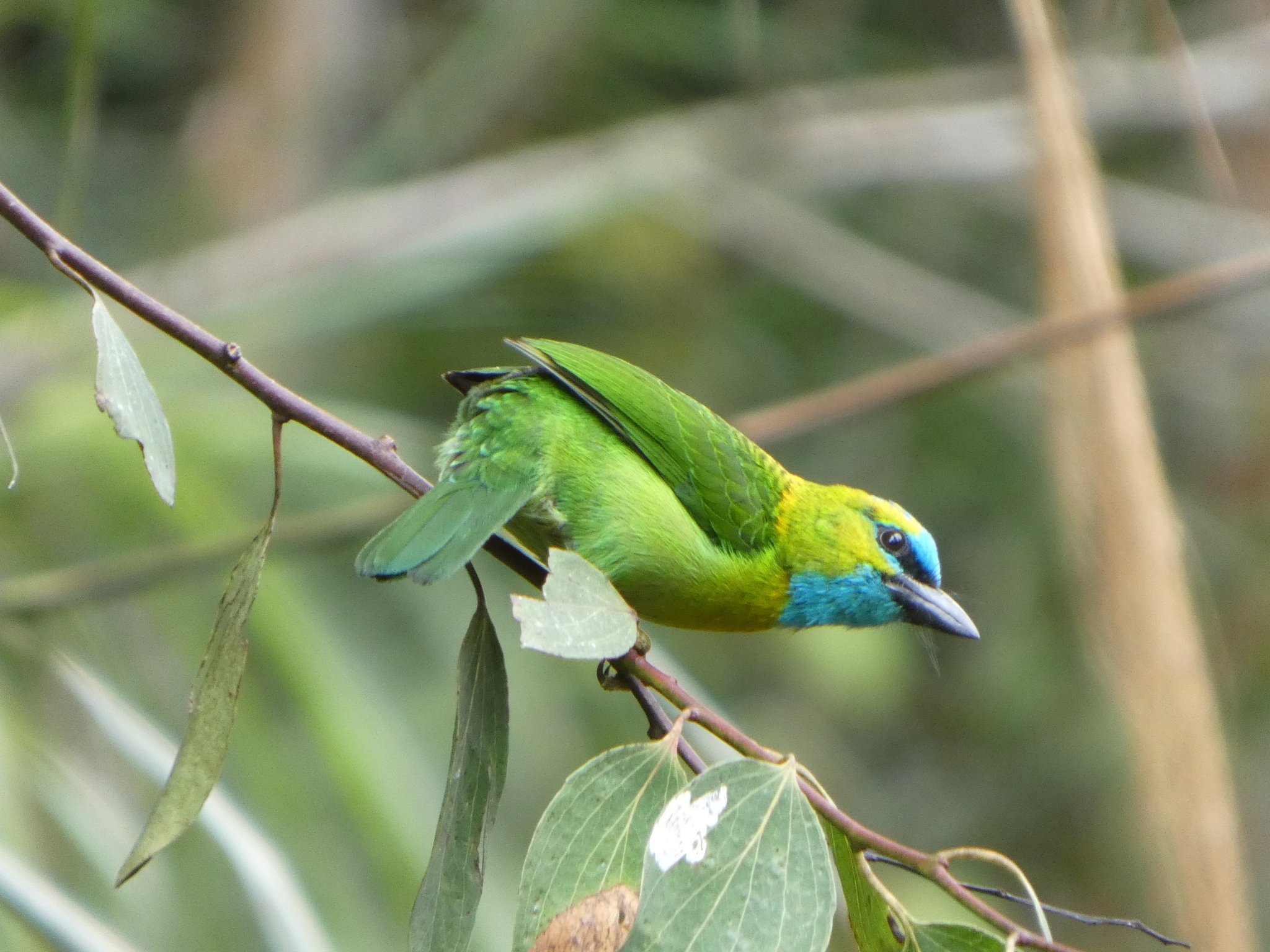 Golden-naped Barbet (Psilopogon pulcherrimus), photo 2