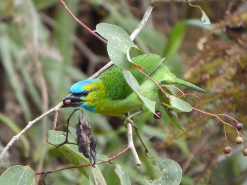Golden-naped Barbet (Psilopogon pulcherrimus)