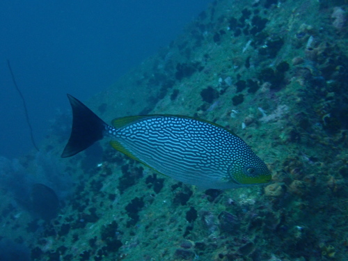 Siganus javus