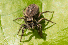 Tullgrenella
