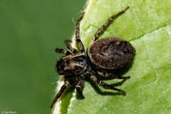 Tullgrenella