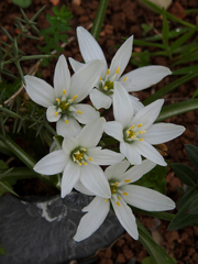 Ornithogalum umbellatum