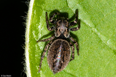 Tullgrenella