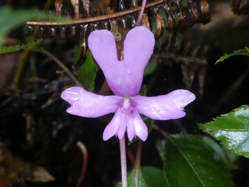 Impatiens kinabaluensis; photograph (c) Kai Squires, some rights reserved (CC BY)