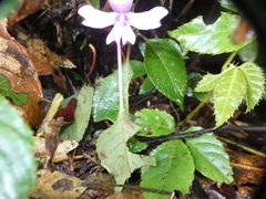 (c) Kai Squires, some rights reserved (CC BY) Impatiens kinabaluensis, photograph (c) Kai Squires, some rights reserved (CC BY)