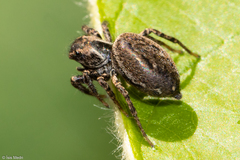 Tullgrenella