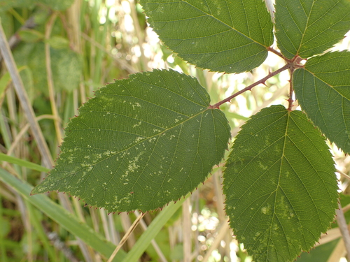 Round-fruited Bramble (Rubus cardiophyllus)