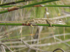 Bradypodion gutturale