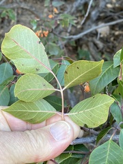 Rhus virens