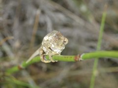 Bradypodion gutturale