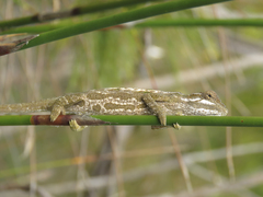 Bradypodion gutturale