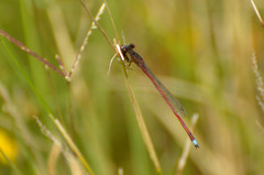 Oxyagrion rubidum