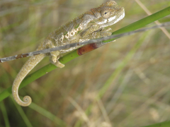 Bradypodion gutturale