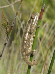 Bradypodion gutturale