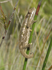 Bradypodion gutturale