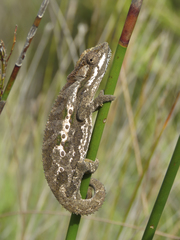 Bradypodion gutturale