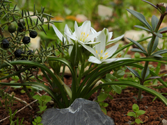 Ornithogalum umbellatum