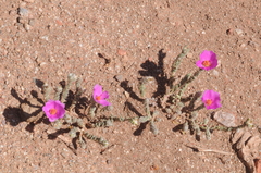 Portulaca confertifolia