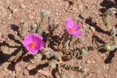 Portulaca confertifolia