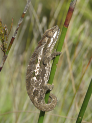 Bradypodion gutturale