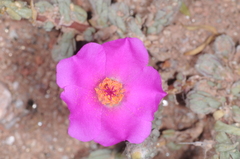 Portulaca confertifolia