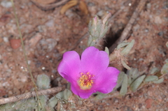 Portulaca confertifolia