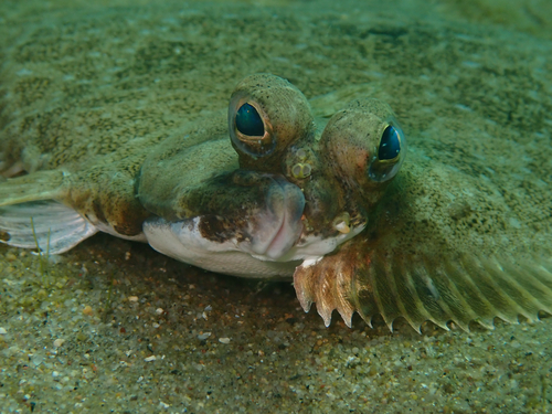 Spotted turbot (Pleuronichthys ritteri) — Pleuronectidae — 4