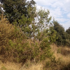 Juniperus deppeana deppeana
