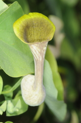 Aristolochia argentina