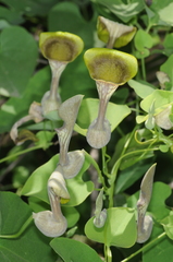 Aristolochia argentina