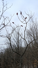 Rhus × borealis