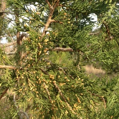 Juniperus deppeana deppeana