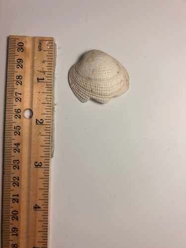 Antigona reticulata observed 2026-02-21