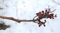 Rhus × borealis