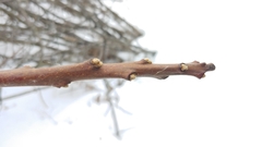 Rhus × borealis